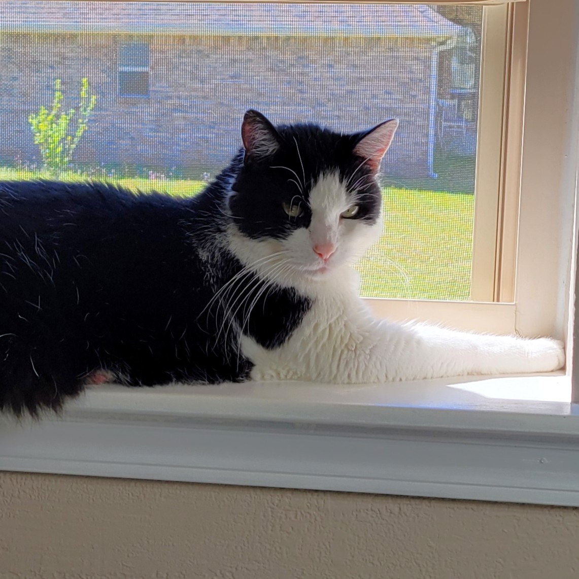 An image of Kit Kat, a cat that Darleen treated for food sensitivities, allergies, and asthma.