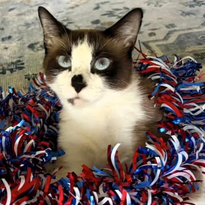 An image of Sherwin, a cat that Darleen treated.
