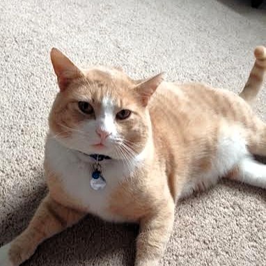 An image of Chubbs, a cat that Darleen treated for ear infections.