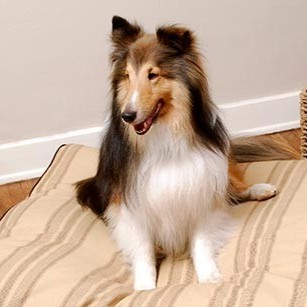 An image of MacKenzie, a border collie that Darleen treated for seizures.