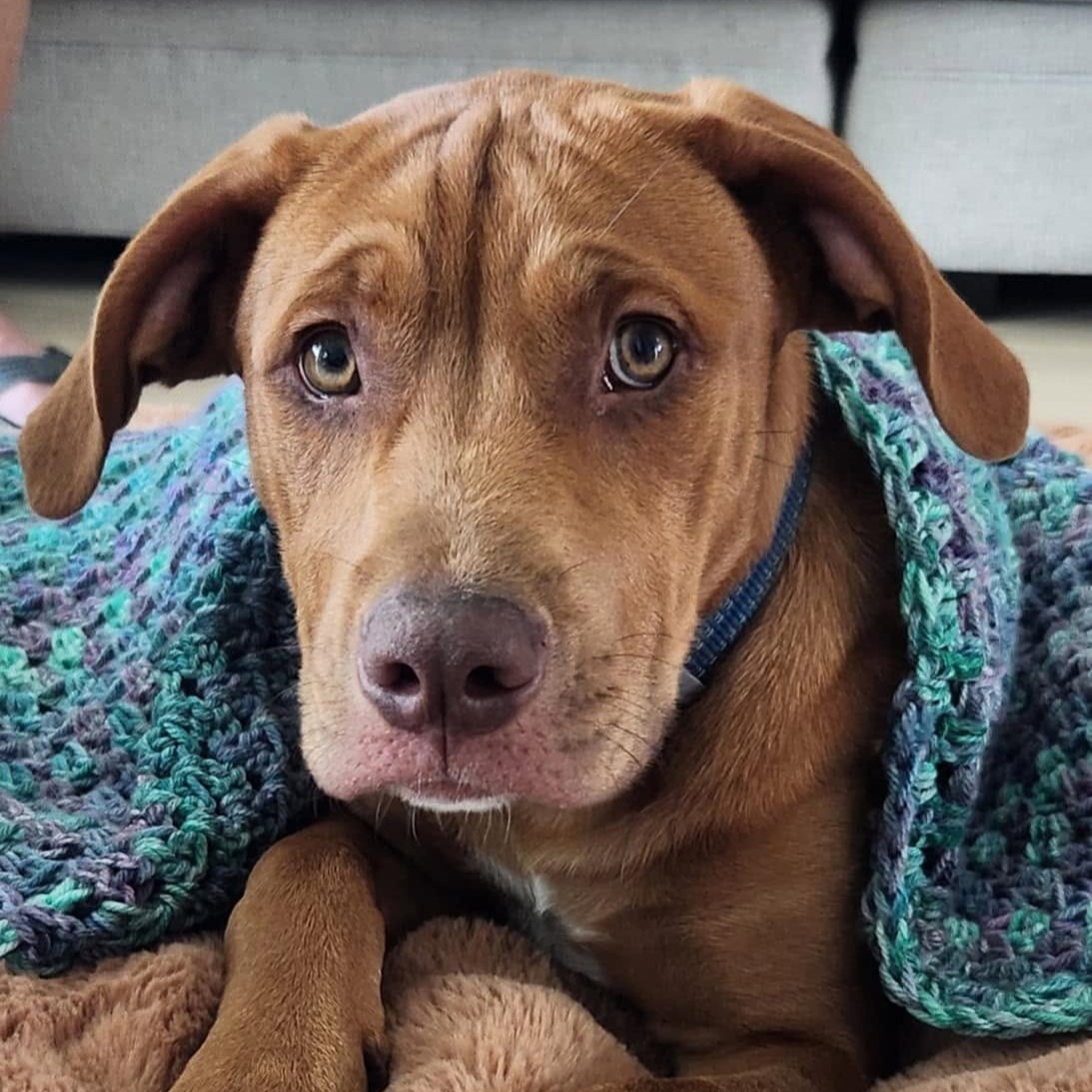 An image of Fin, a terrier mix that Darleen treated.