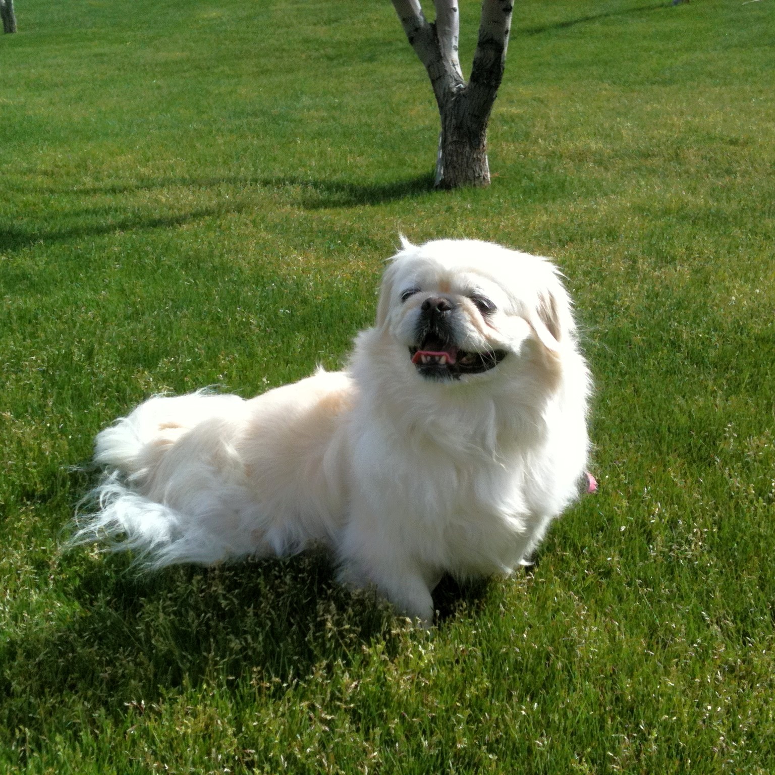 An image of Moo-Shu, a shih tzu that Darleen treated for seizures.
