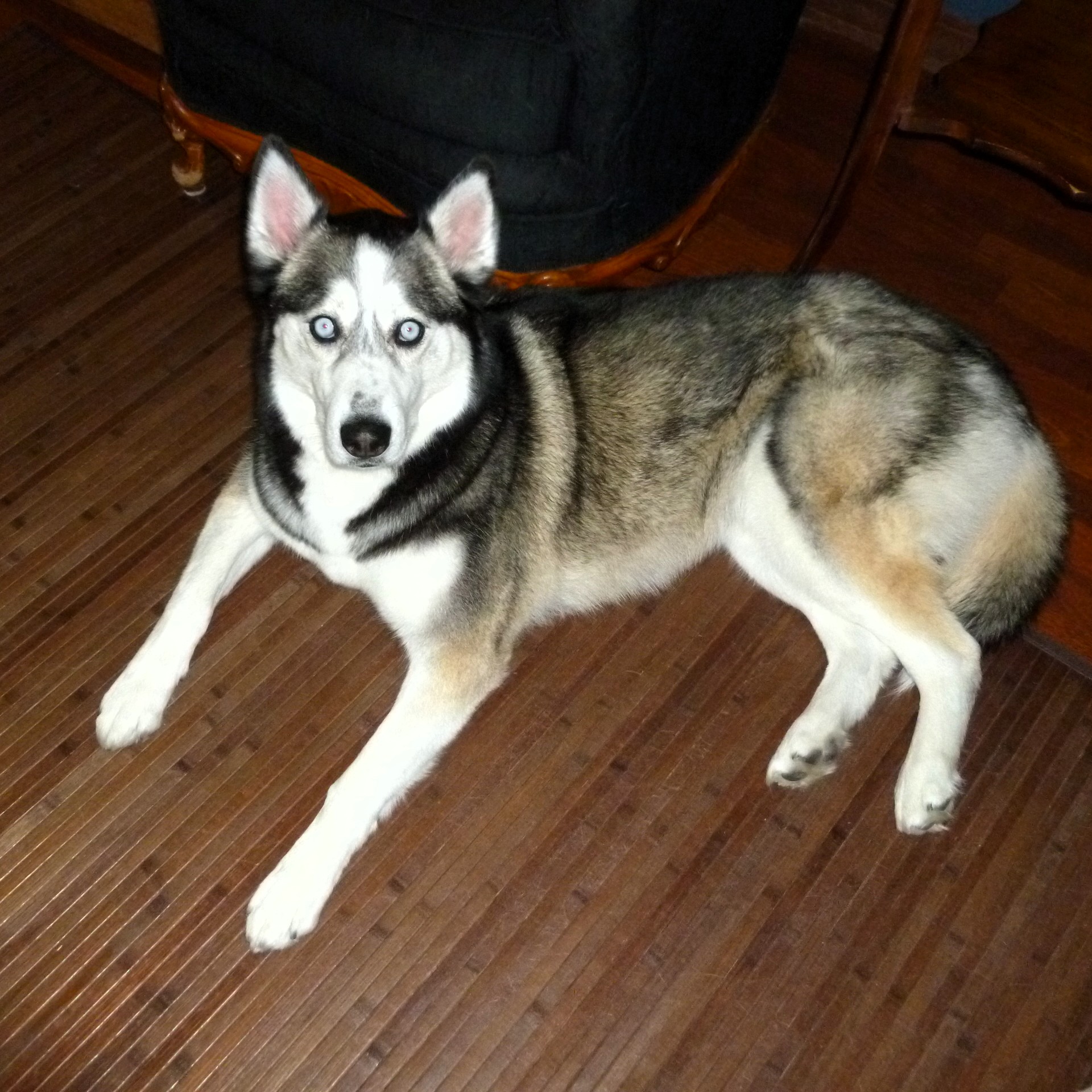 An image of Sierra, a husky that Darleen treated for allergies.
