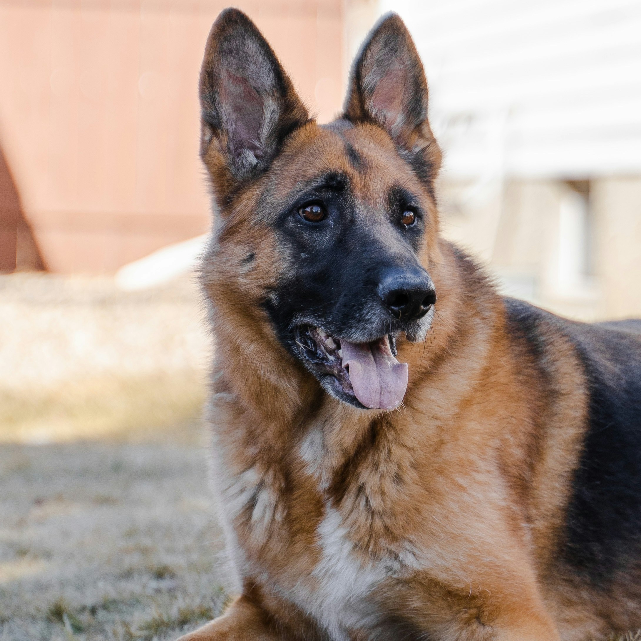 An image of Joel's dog Coco, a German Shepard that Darleen treated for seizures.