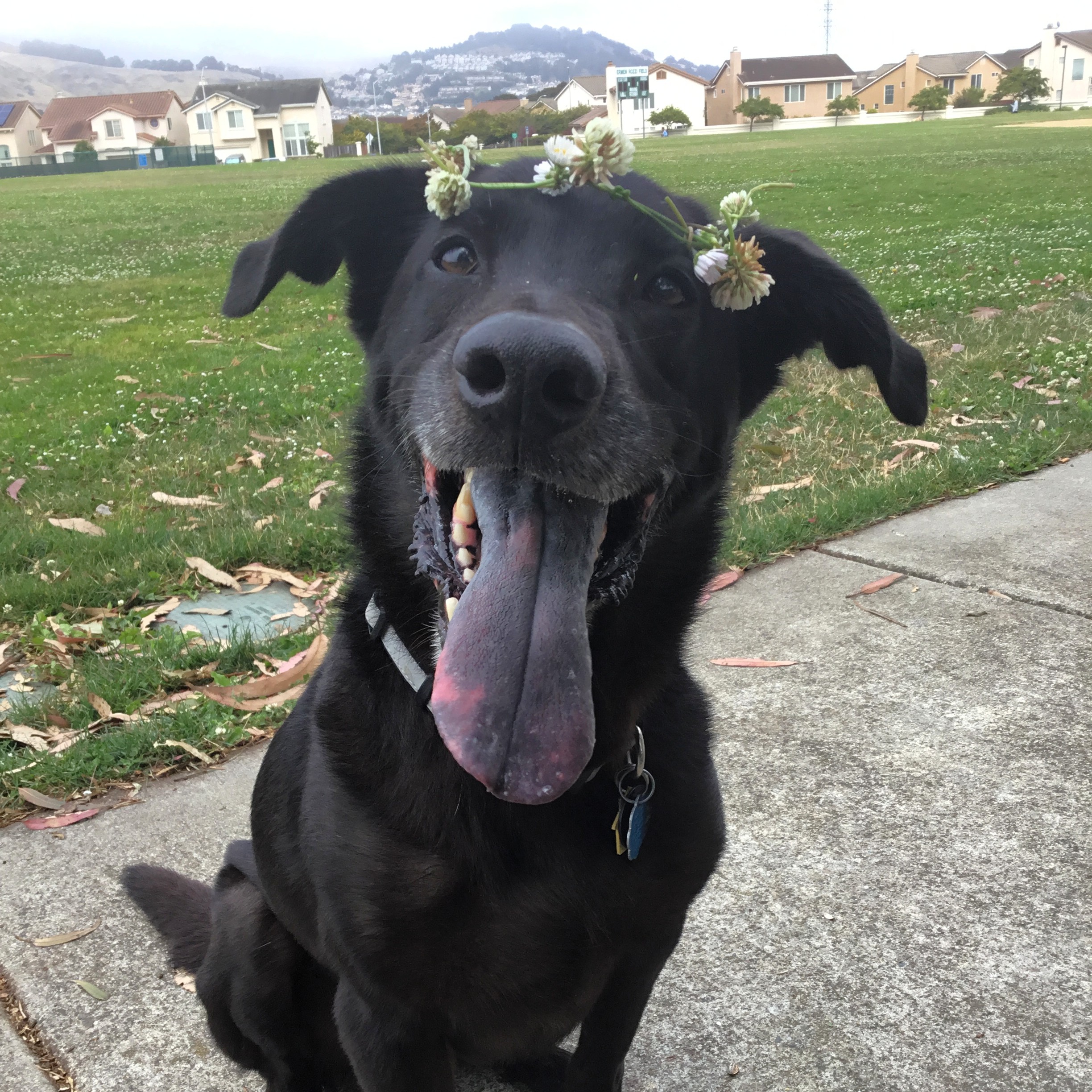 An image of Amanda's golden retriever mix, JC, that Darleen provided pet nutrition guidance for.