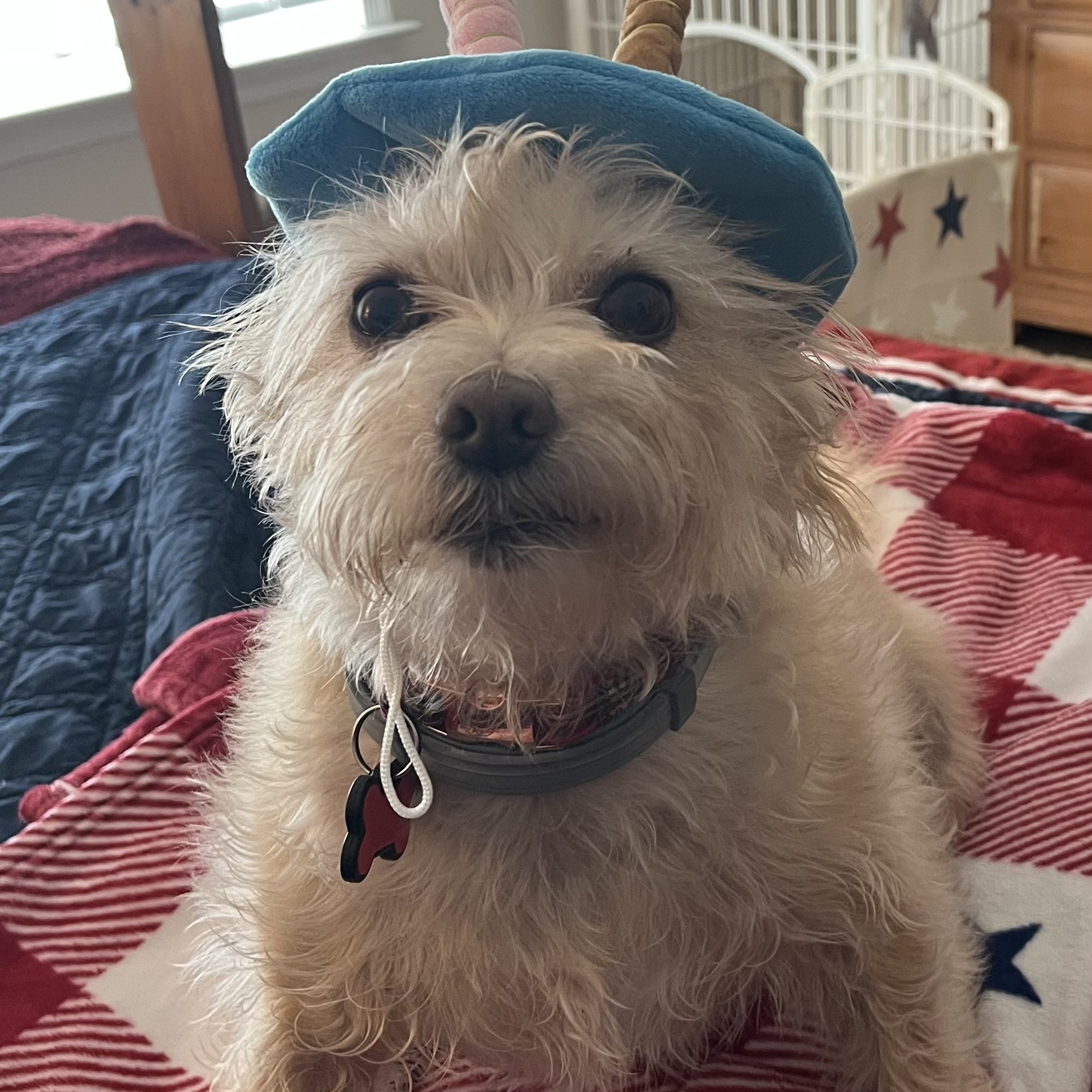 An image of a terrier (unknown name) that Darleen treated.