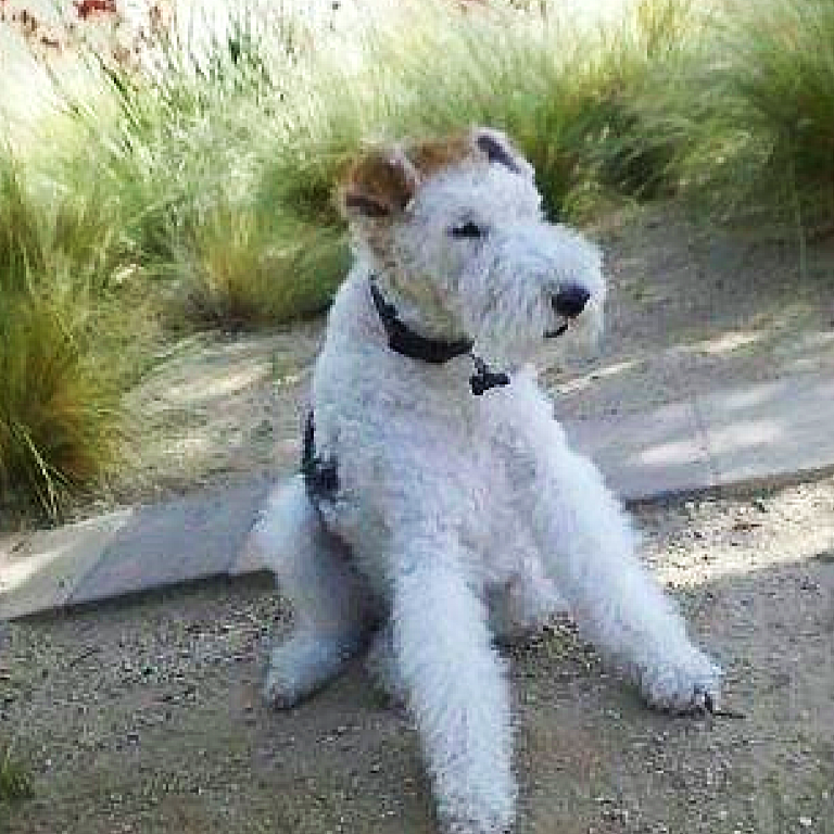 An image of Luca, a schnauzer that Darleen treated a yeast infection.