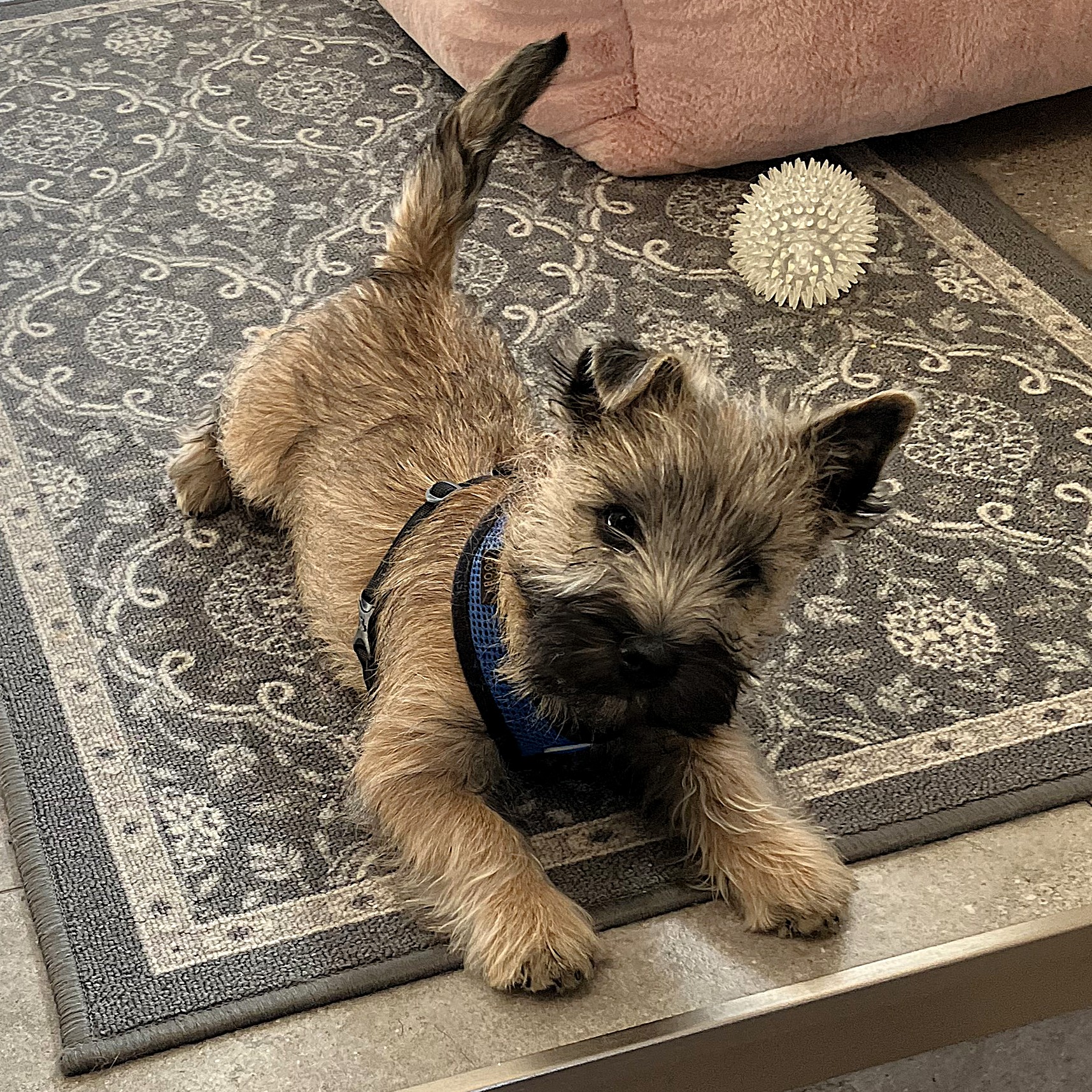 An image of Clyde, a puppy terrier that Darleen treated.