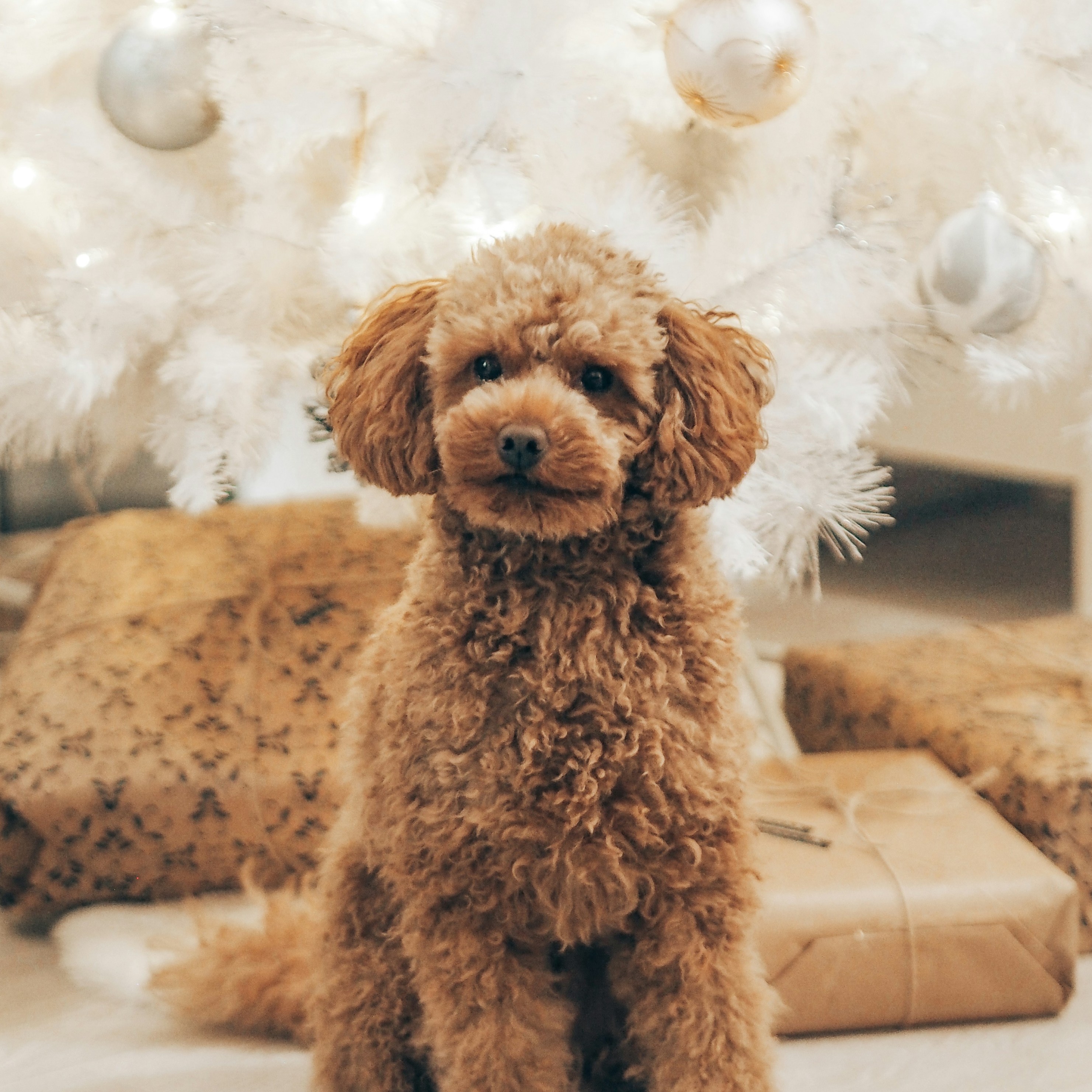 An image of Christine's poodle that Darleen treated for seizures.