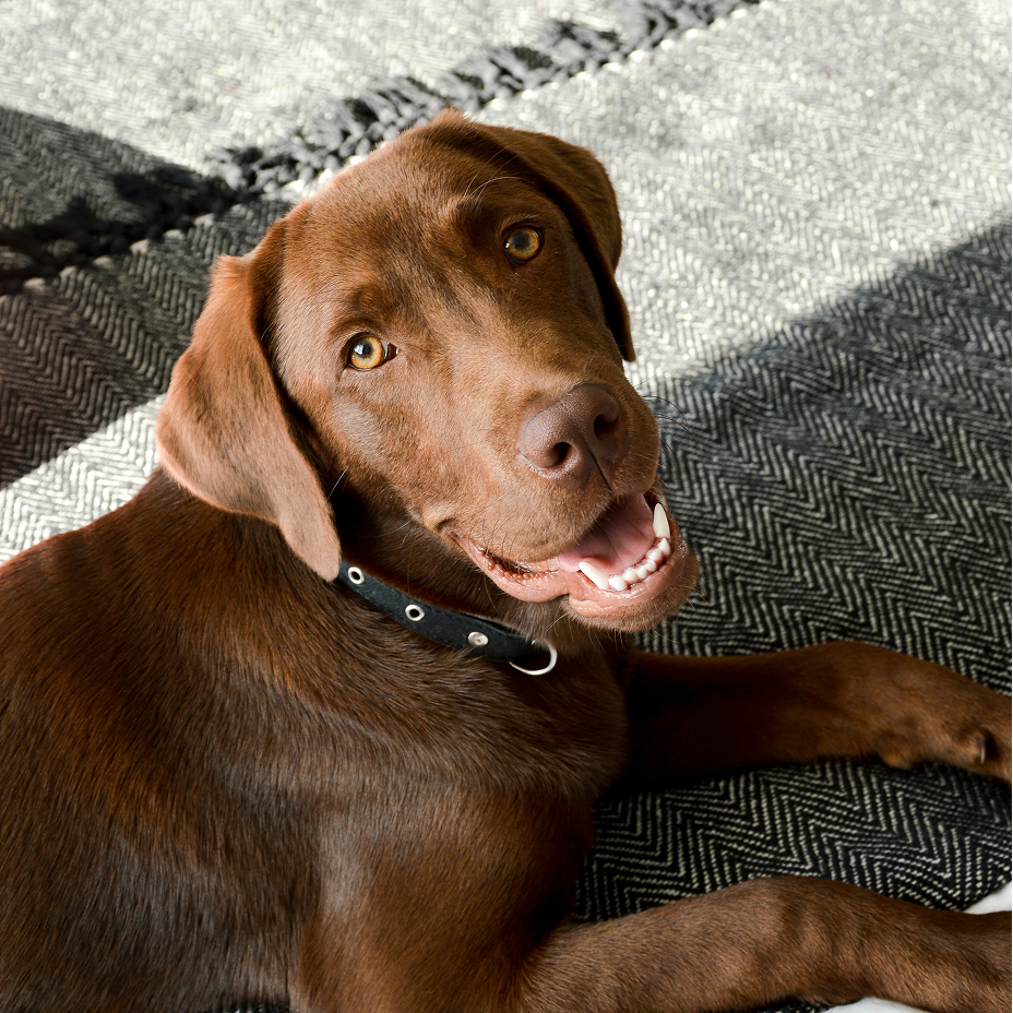 An image of Mason, a chocolate Labrador that Darleen treated for seizures.