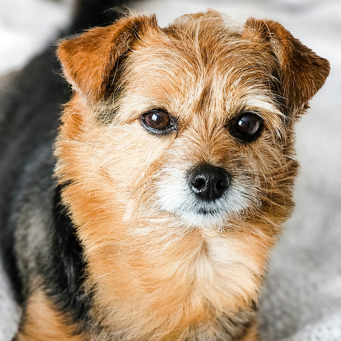 An image of Adrianne's yorkie that  Darleen treated for seizures.