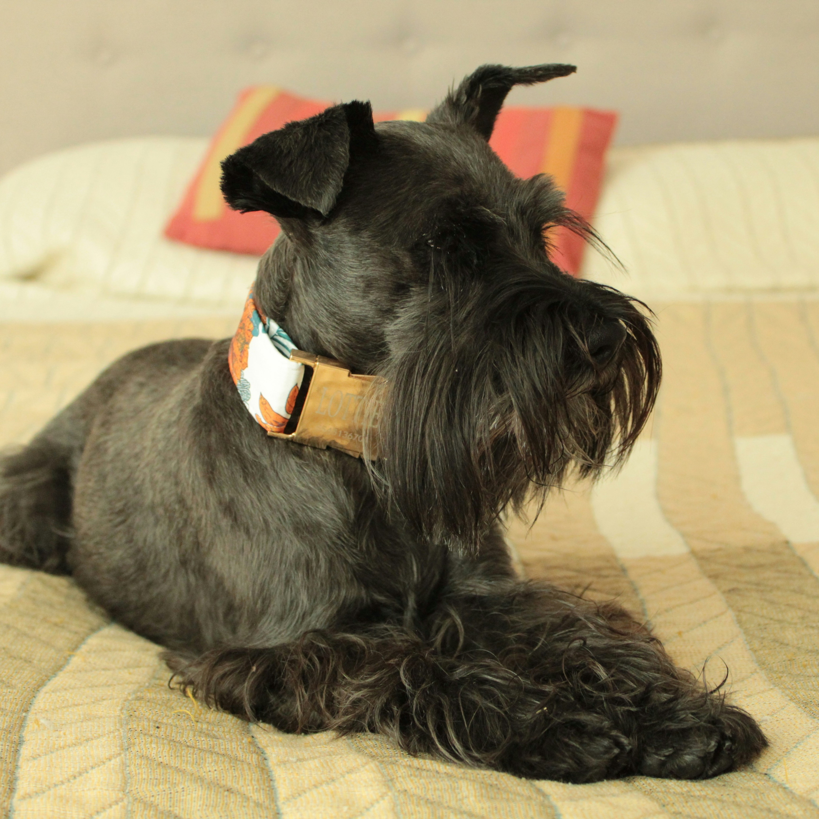 An image of Dalia's schnauzer Nikki, that Darleen treated for seizures.