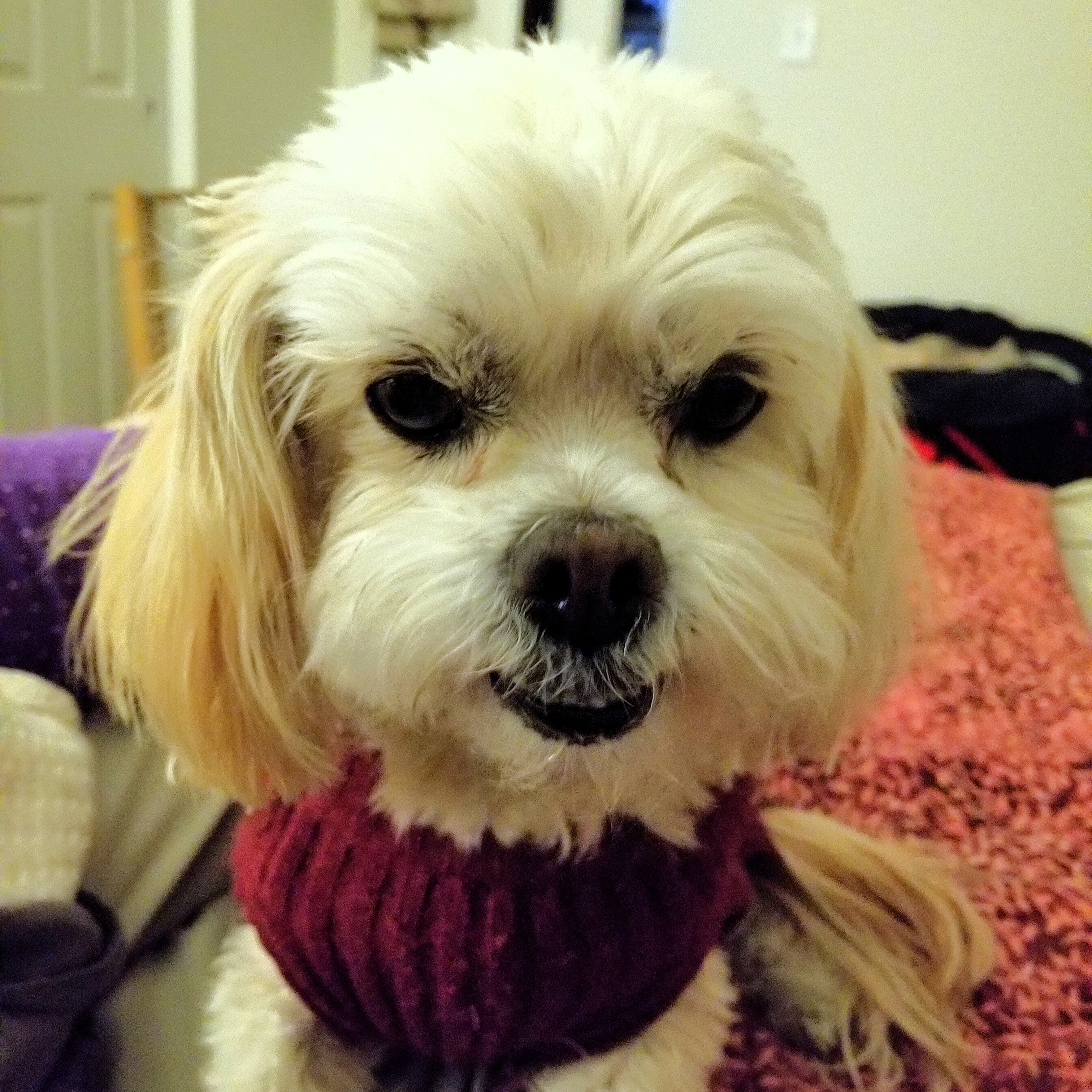 An image of Tweetie, a shih tzu that Darleen treated for seizures.