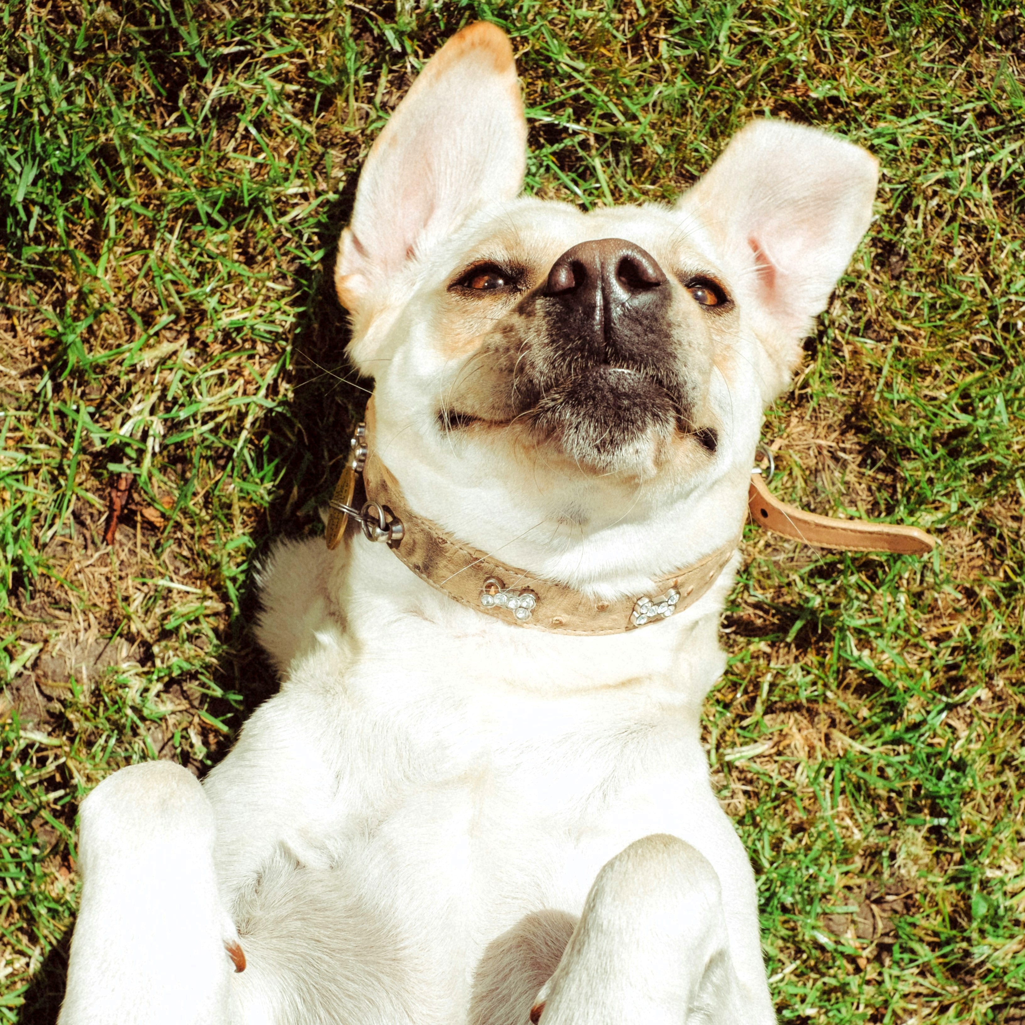 An image of Heather's lab mix that Darleen treated for incontinence.