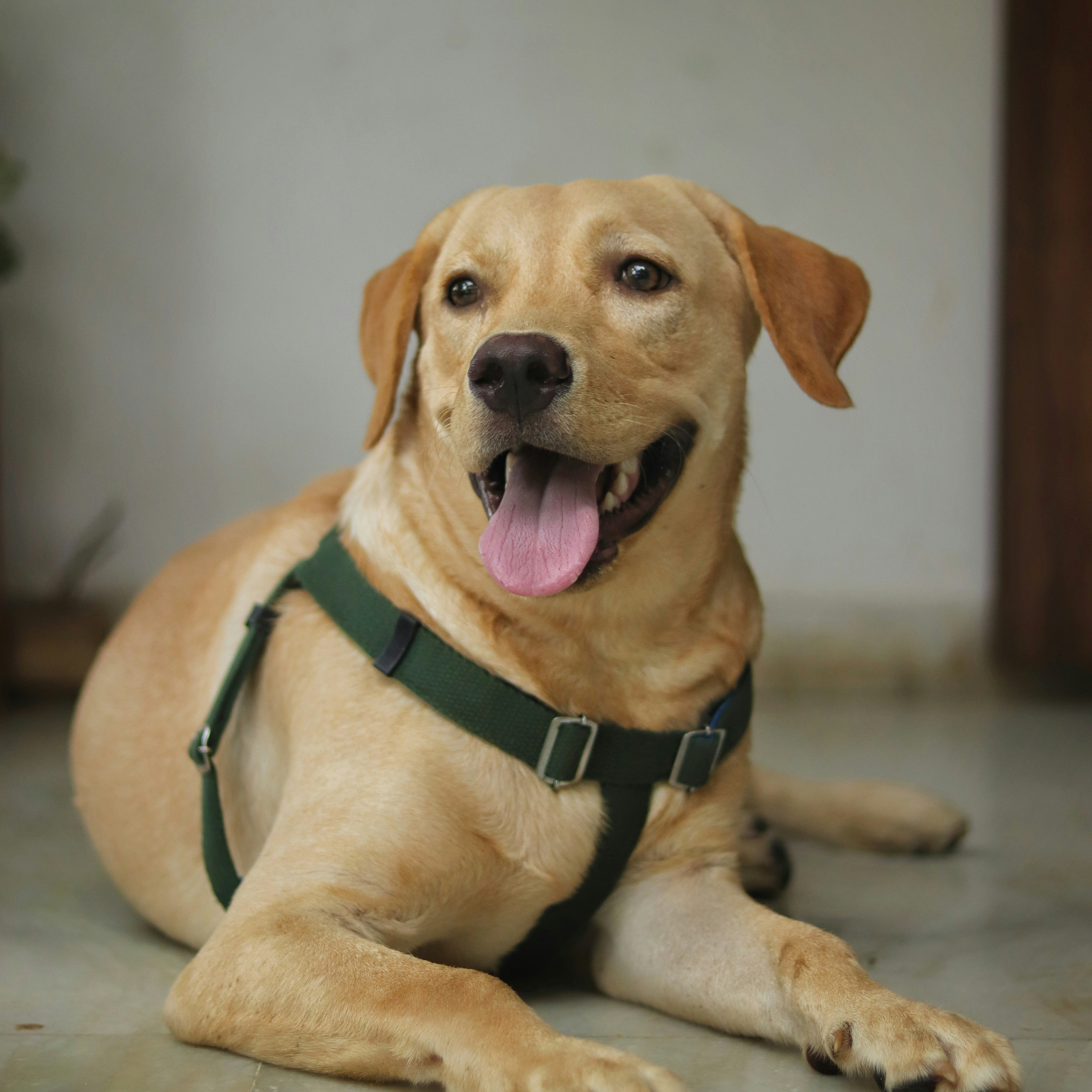 An image of Karla's Labrador names Popper that Darleen treated for seizures.