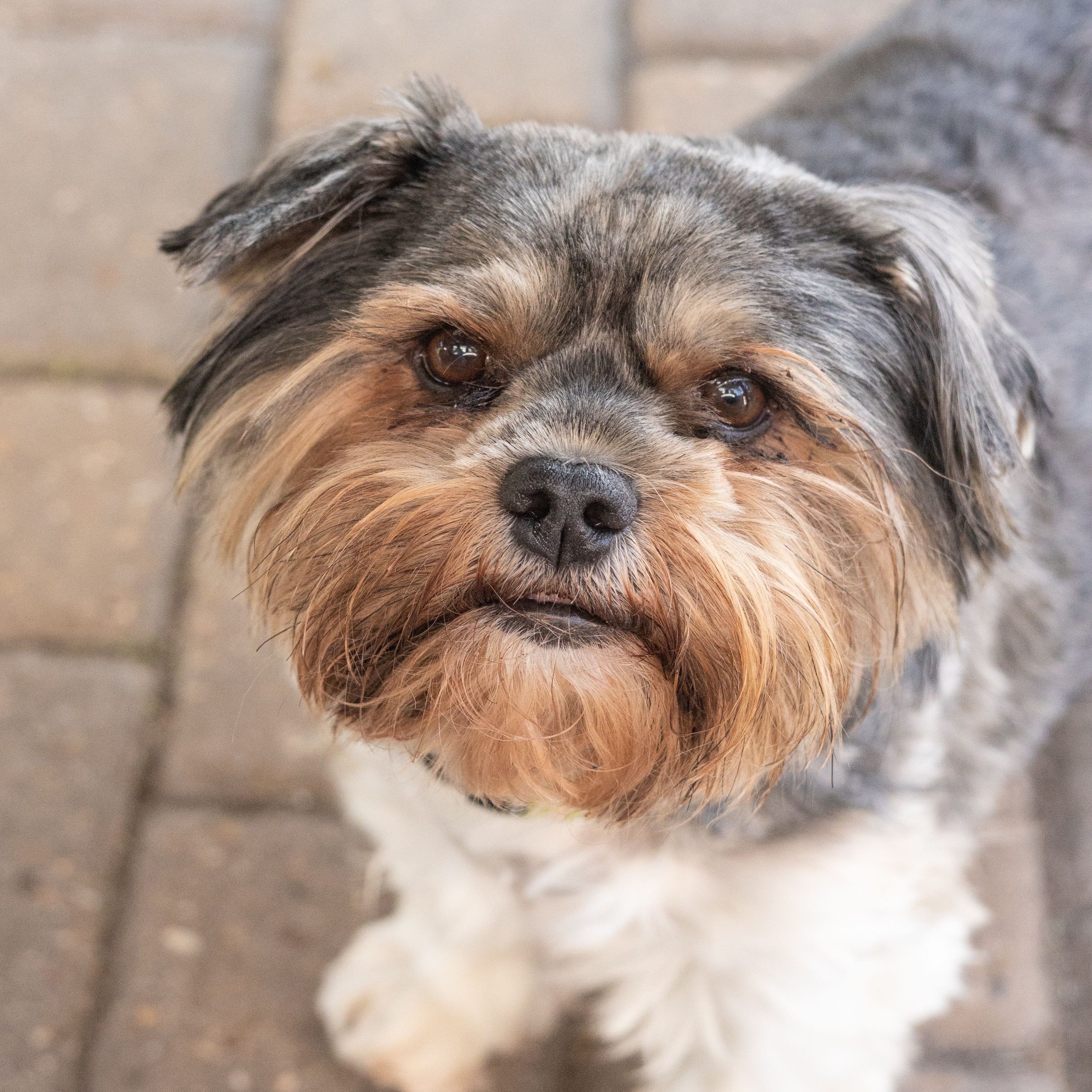 Ashley's yorkie that Darleen treated for seizures