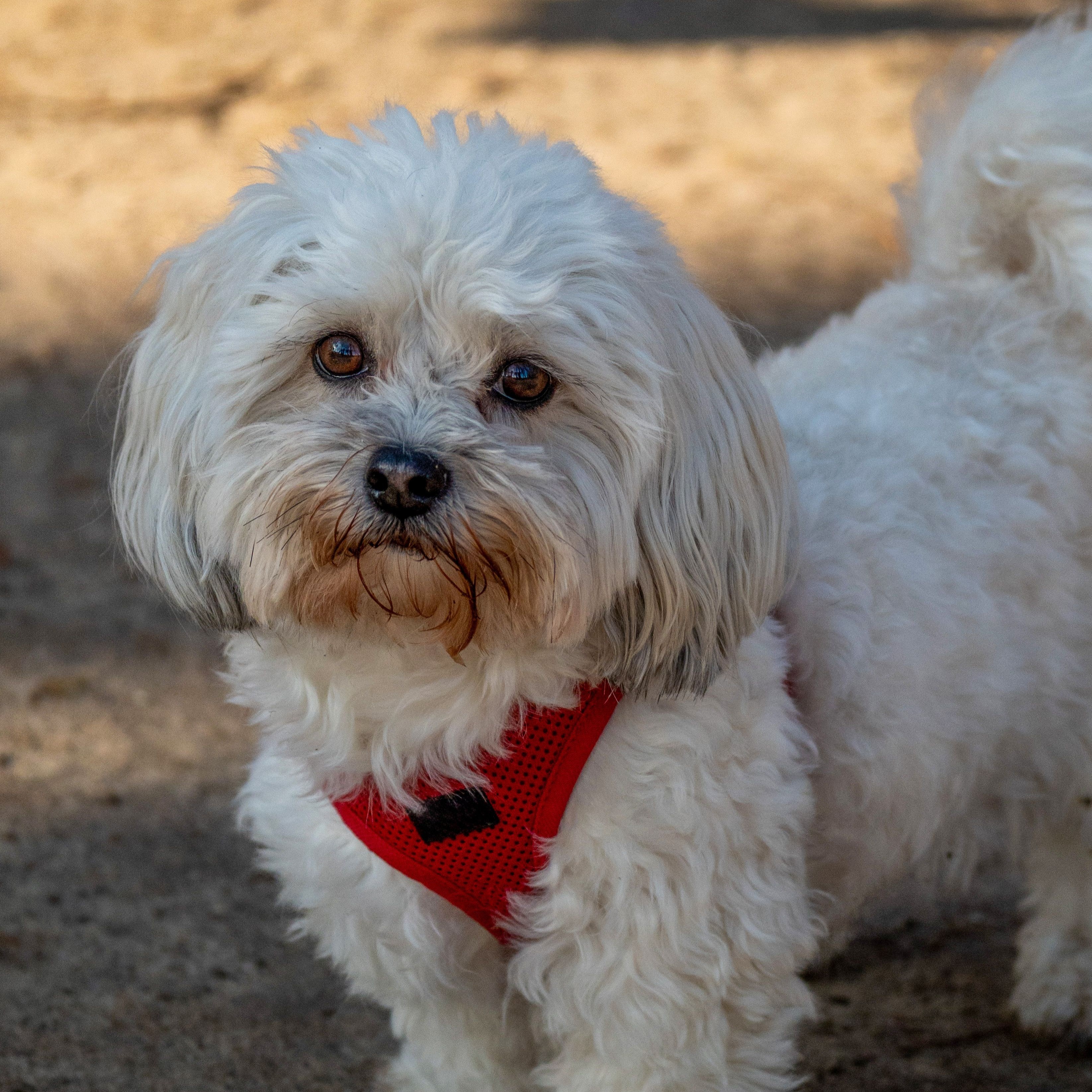 Stephen & Sharon's Maltese named Kama, that Darleen treated for seizures.