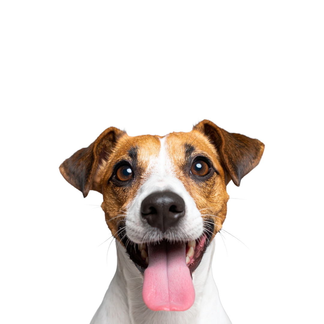 a happy terrier