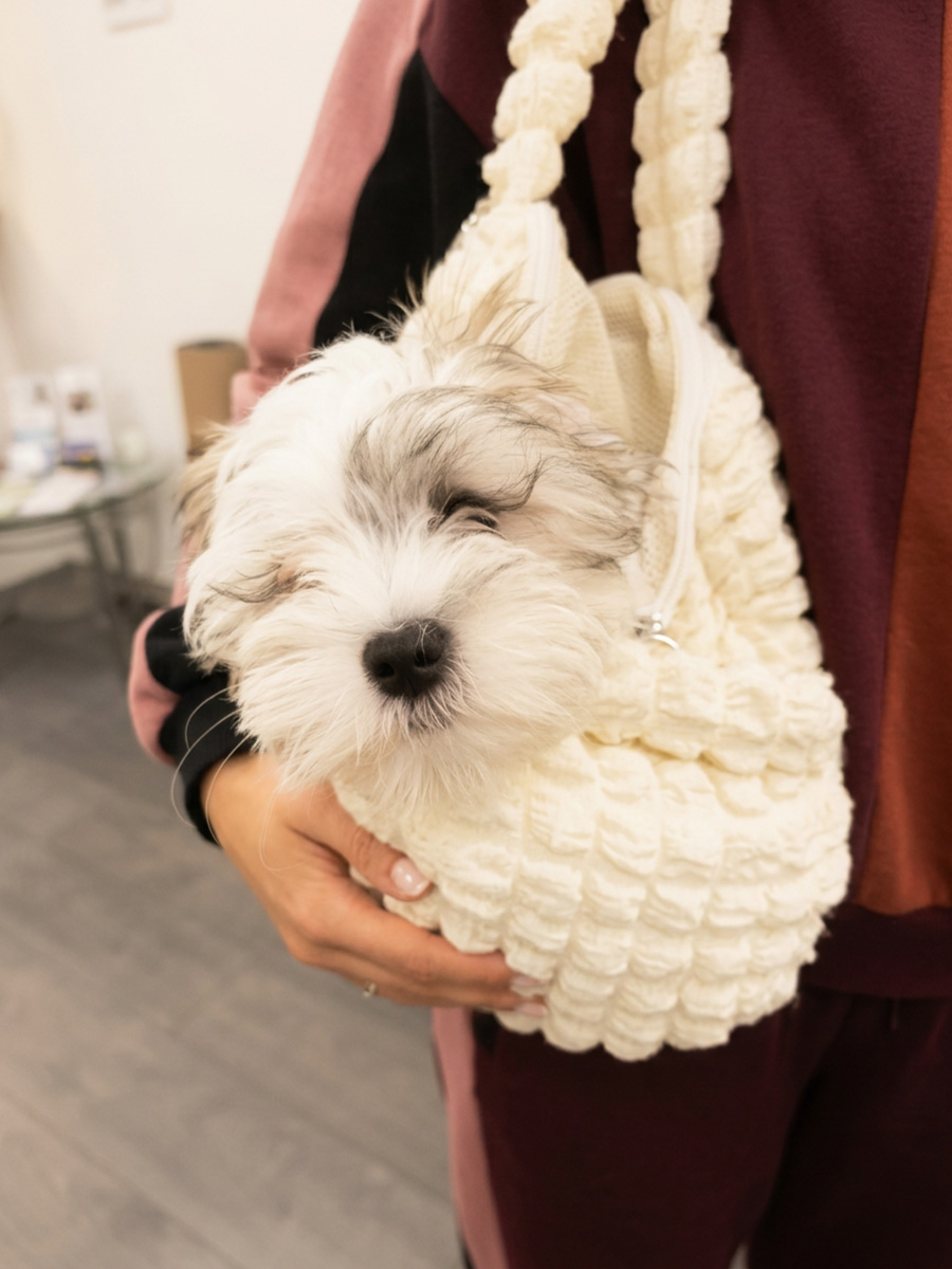 Small fluffy puppy resting inside a cream carry bag at the Pilates studio