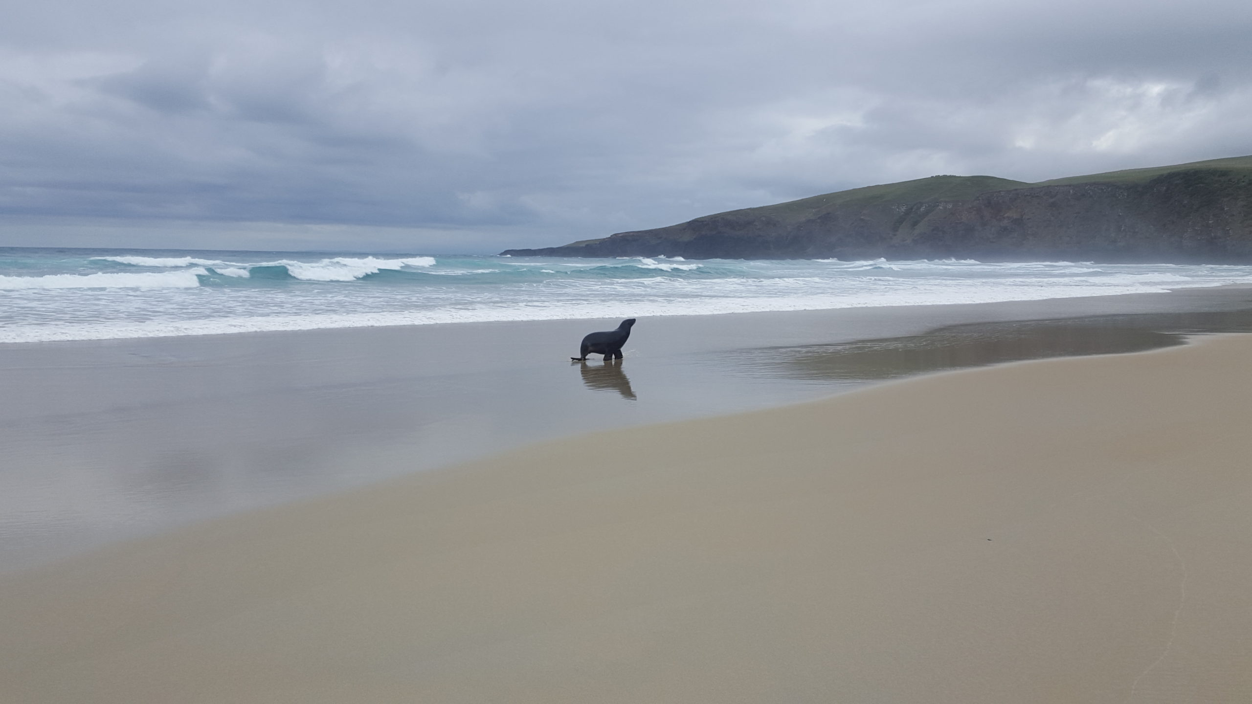 Seal standing on wet sand near ocean waves with hills and cloudy sky in the background.