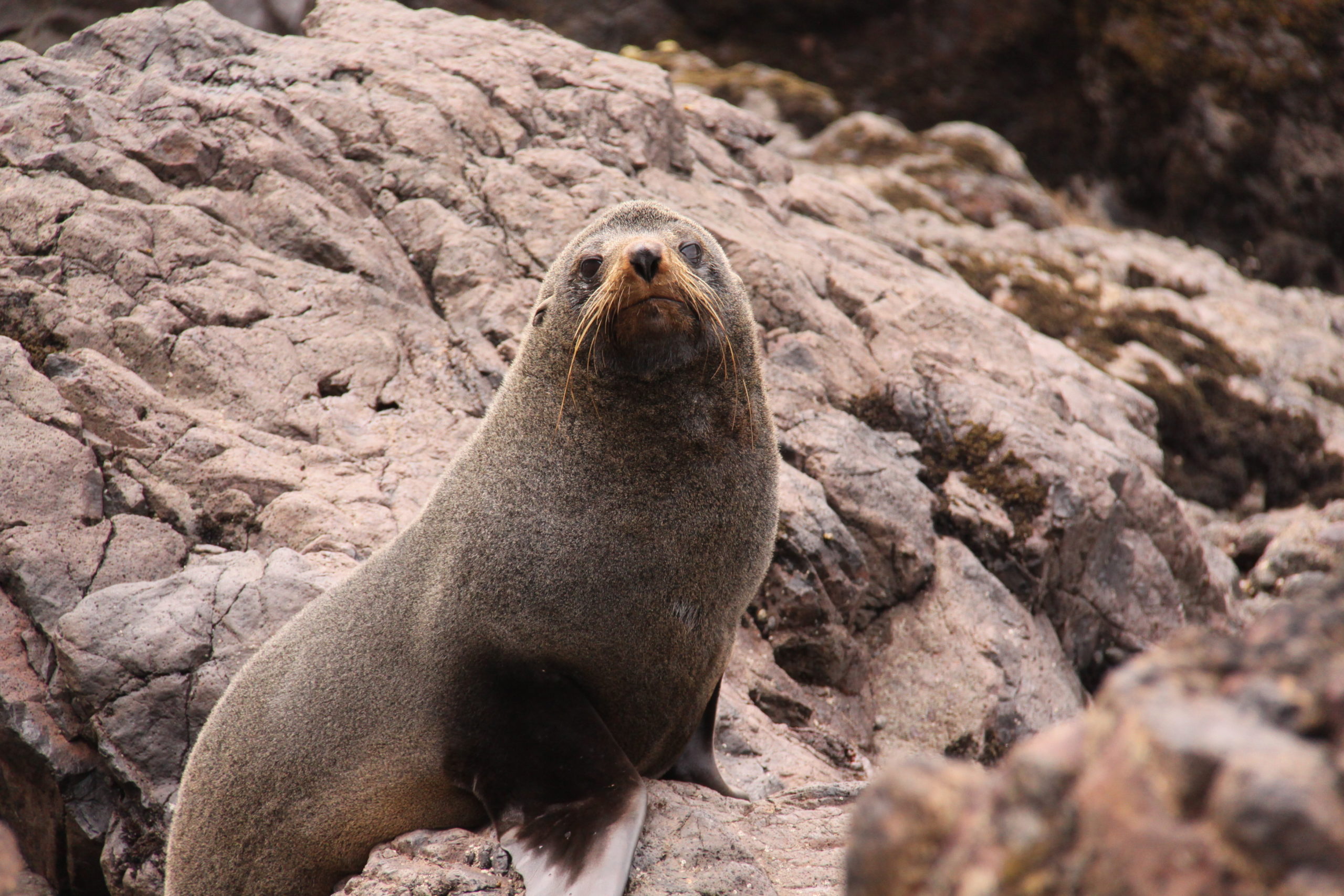 Seal resting on rocky terrain looking toward the camera with whiskers visible.