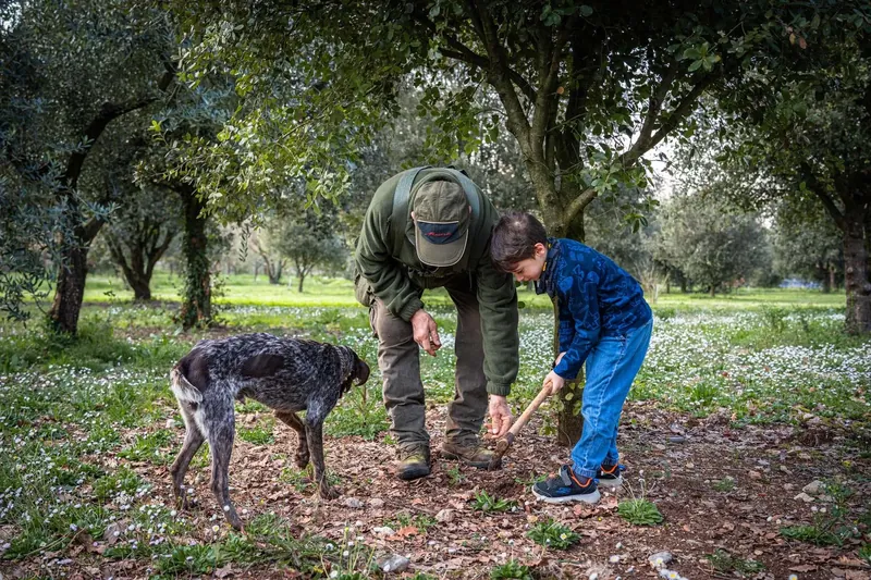 A truffle hunter and child searching woodland soil with a dog