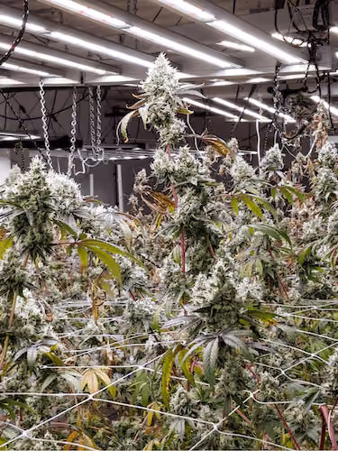 Indoor cannabis plants with large buds under grow lights and support nets.