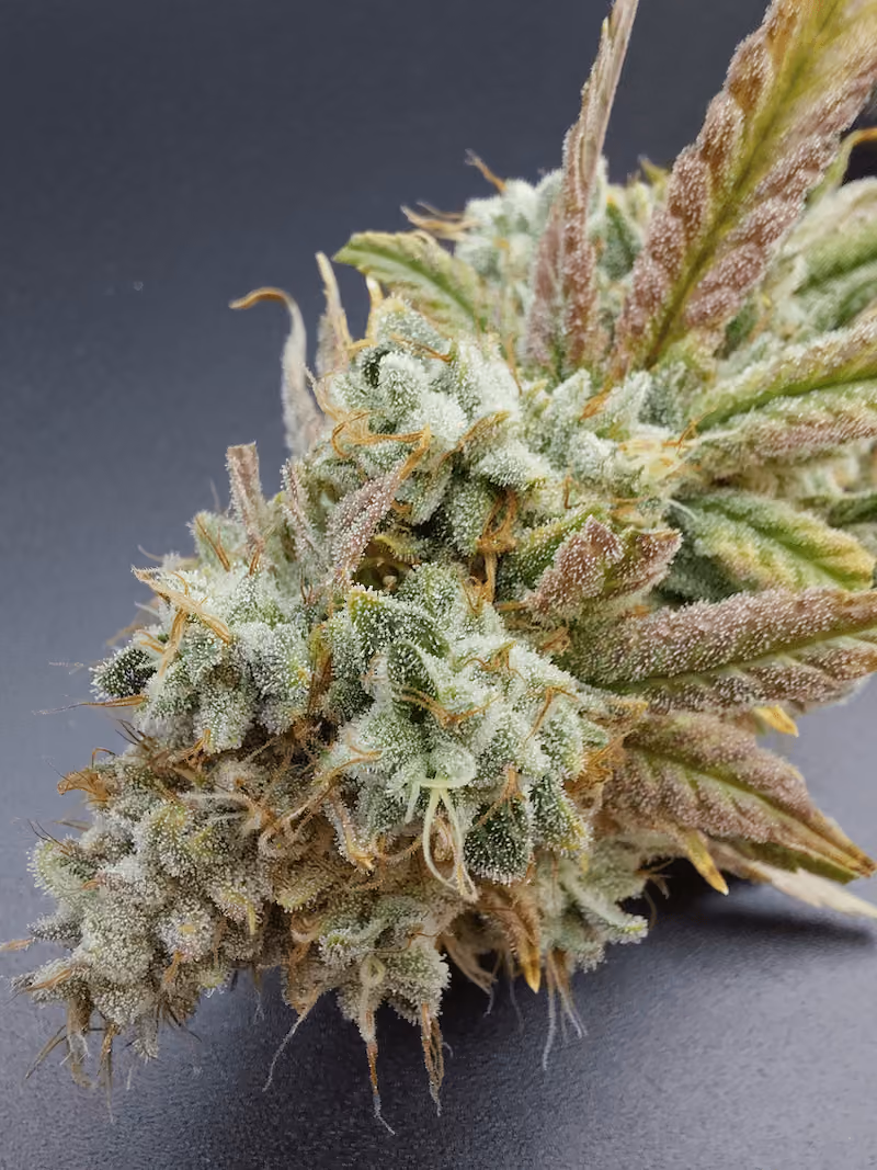 Close-up of a cannabis bud with trichomes and orange pistils against a dark background.