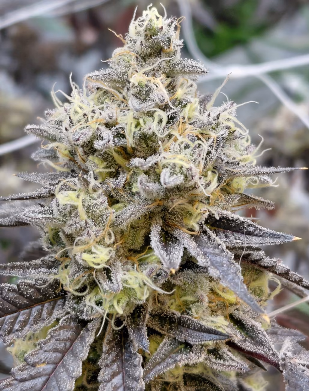Close-up of a dense cannabis bud with trichomes and yellowish pistils on dark green leaves.