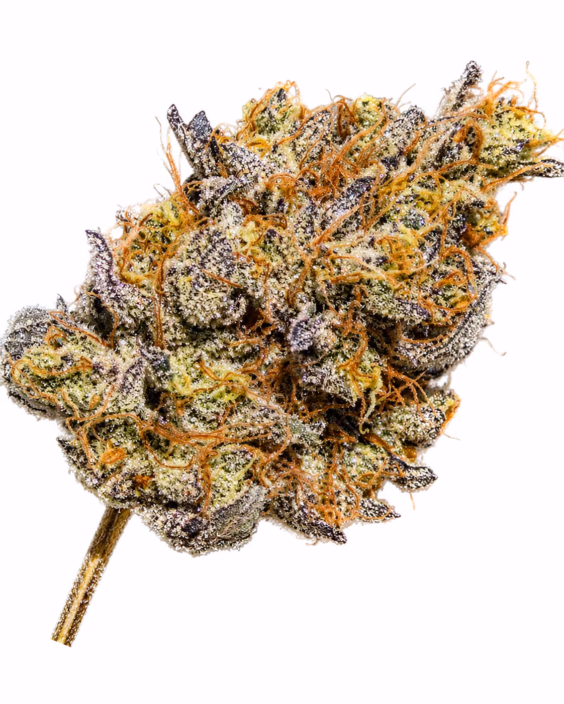 Close-up of a hand holding a dense cannabis bud with trichomes and green leaves.
