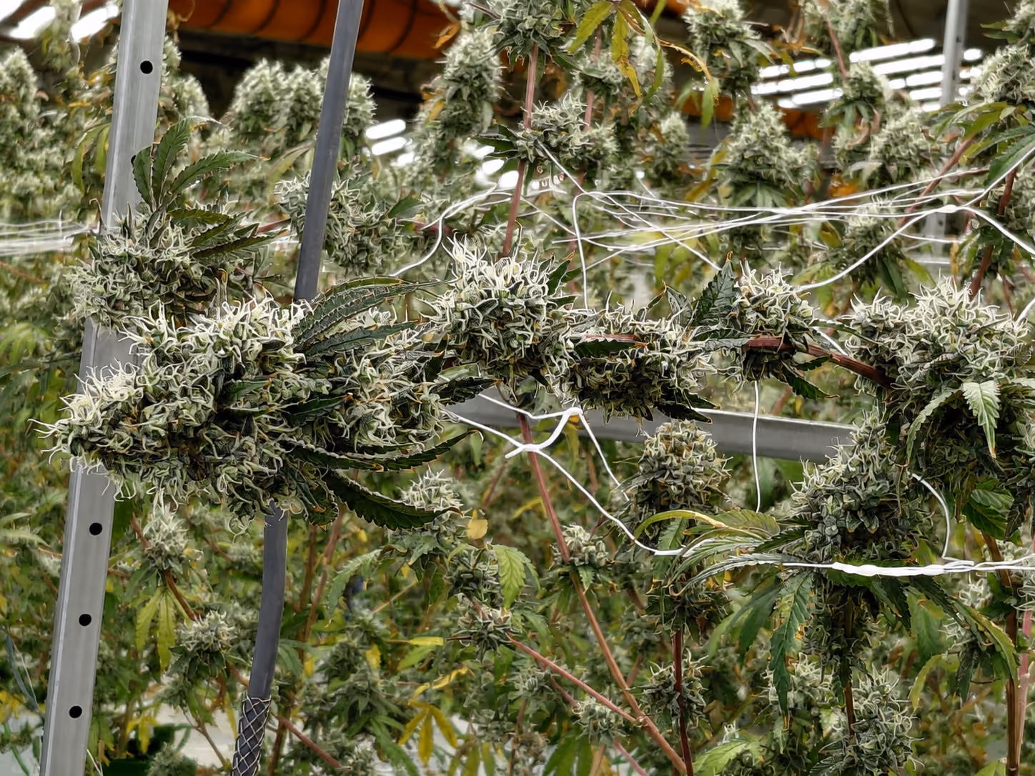 Close-up of cannabis plants growing indoors under bright LED lights.