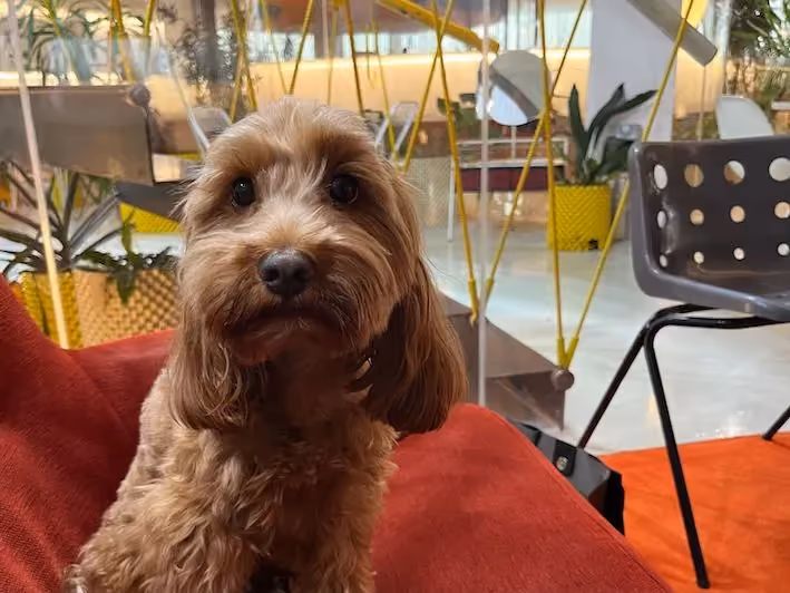 Dog in C-Mill 3
