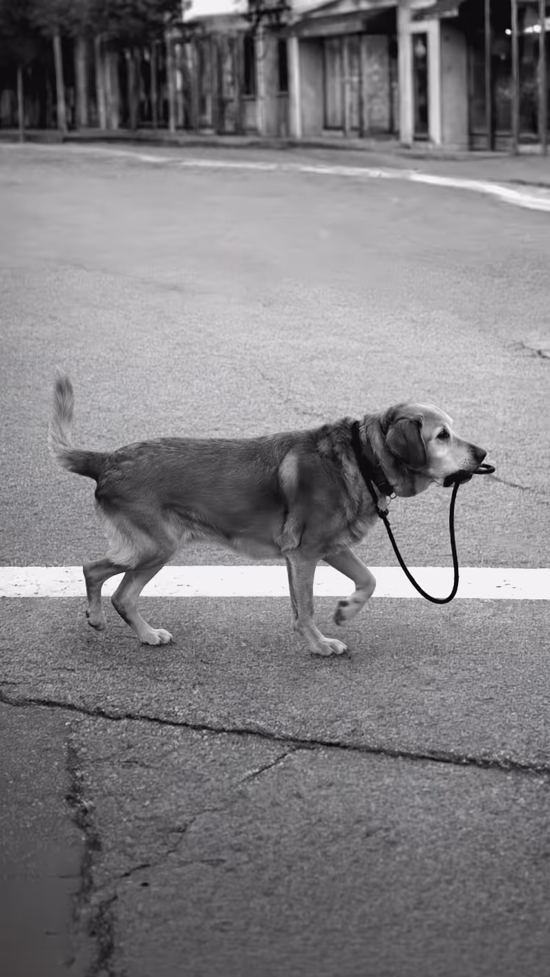 Fekete-fehér fotó egy úttesten átkelő golden retriever kutyáról, amely pórázt tart a szájában és magát sétáltatja - kezébe veszi az irányítást- egy városi utcán.