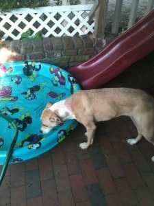 Belle, a terrier mix, on leash exploring a backyard patio