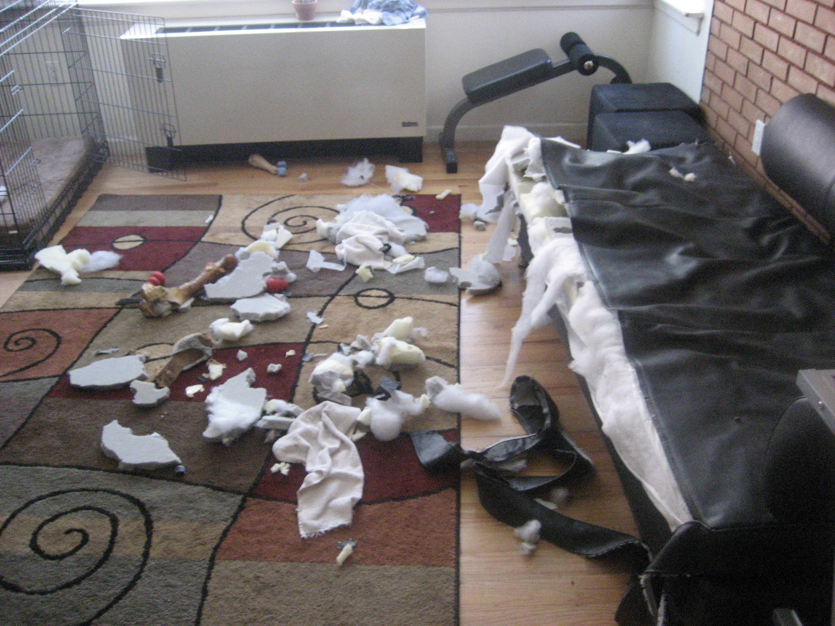 A mixed-breed dog beside a pile of shredded paper before housebreaking and obedience training