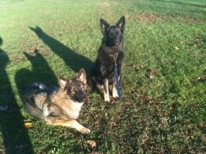 Sam and Lucy, two Shiloh Shepherds, standing in a sunny grass field
