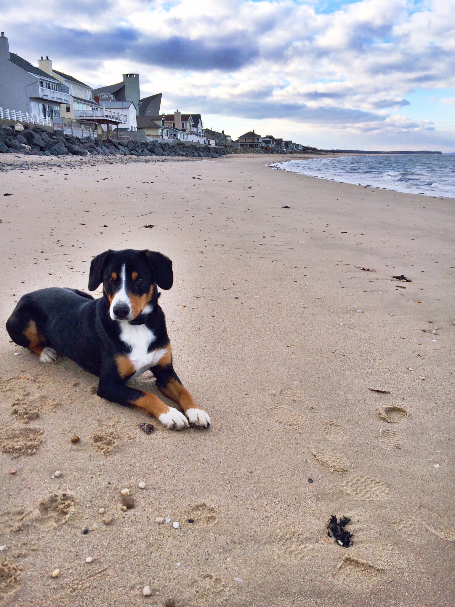 Cooper, an Entlebucher Mountain Dog, on the beach by the water