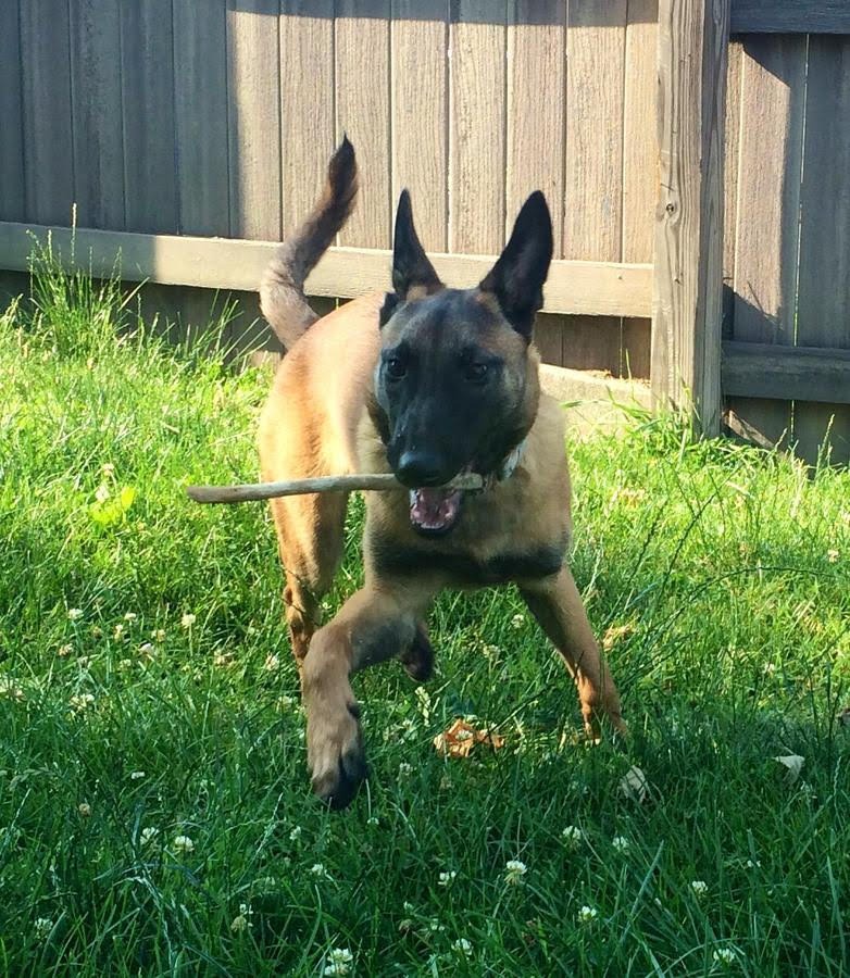 Inca, a Belgian Malinois, playing in the yard