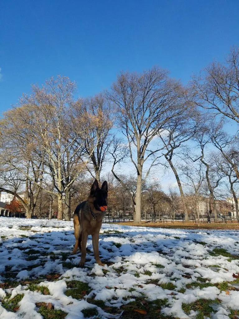 Rio, a German Shepherd, standing in a park