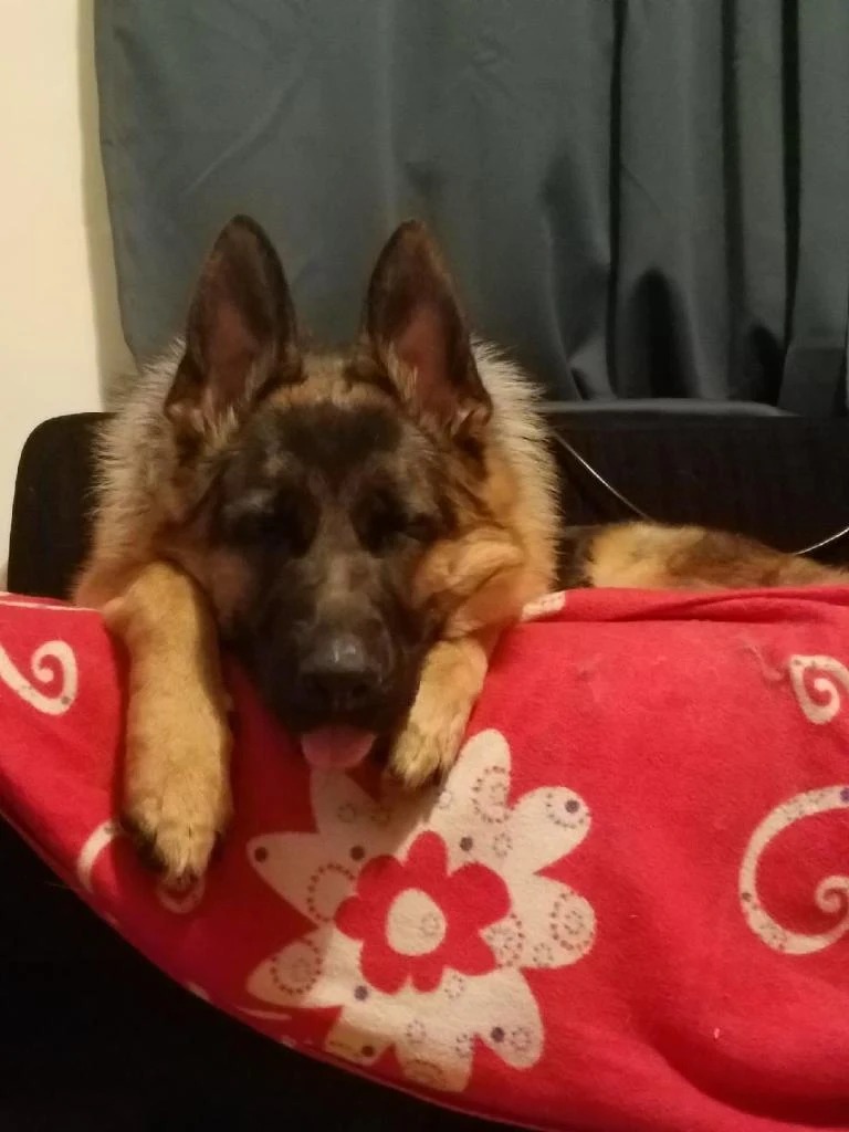 Rio, a German Shepherd, resting on a dog bed indoors