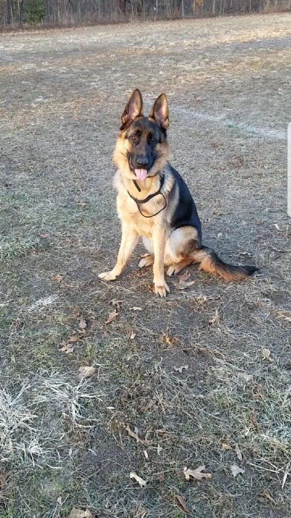 Rio, a German Shepherd, sitting on a field