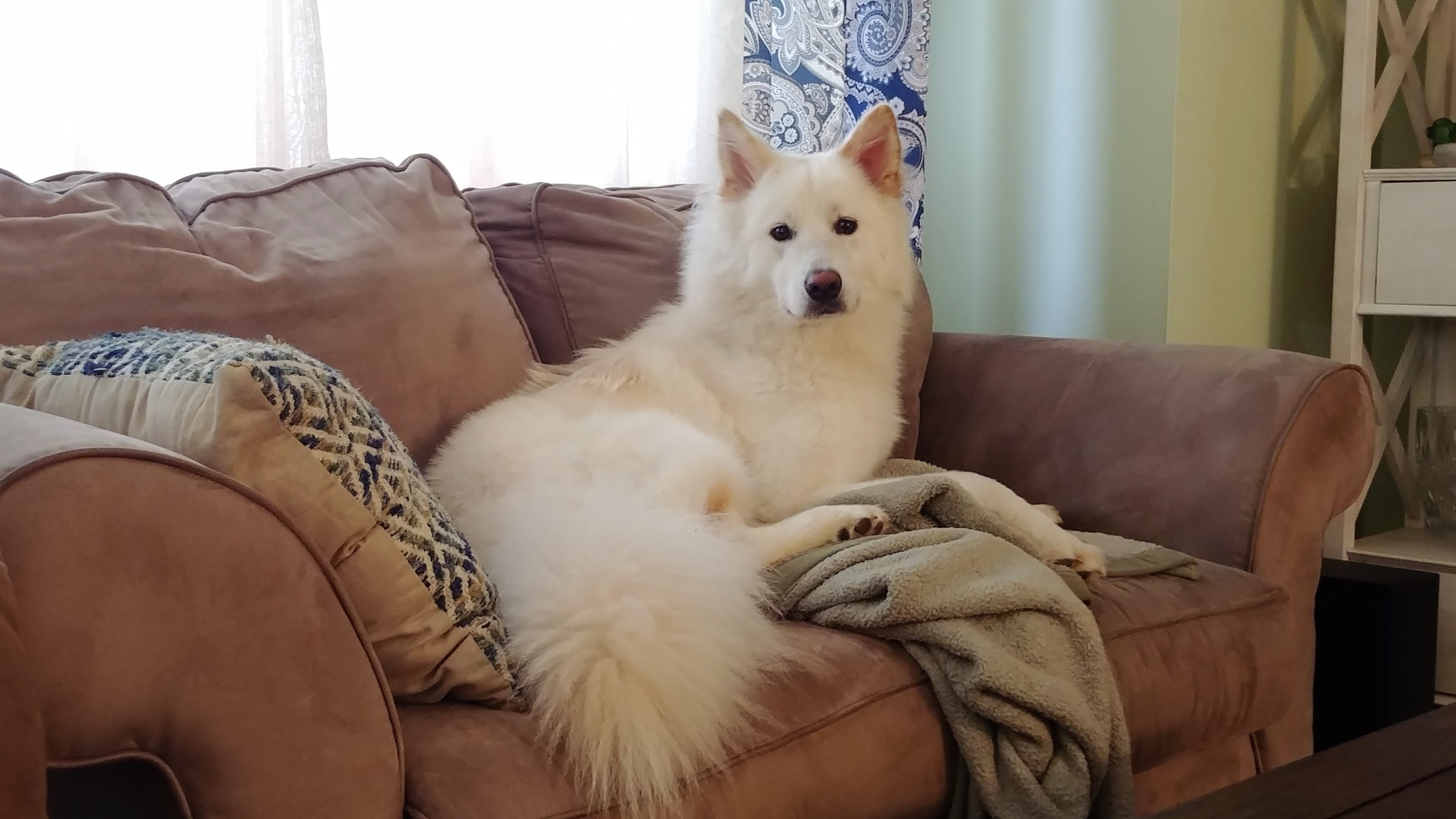 Ghost, a Jindo mix, resting on the couch