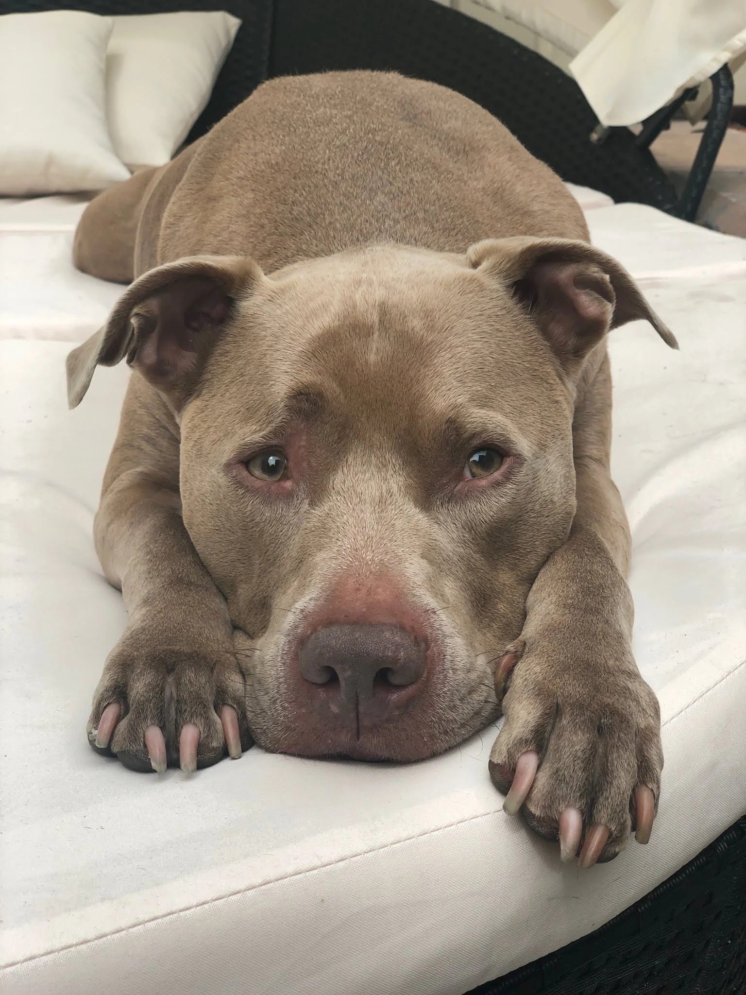 Mar, a pit bull relaxing on a bed