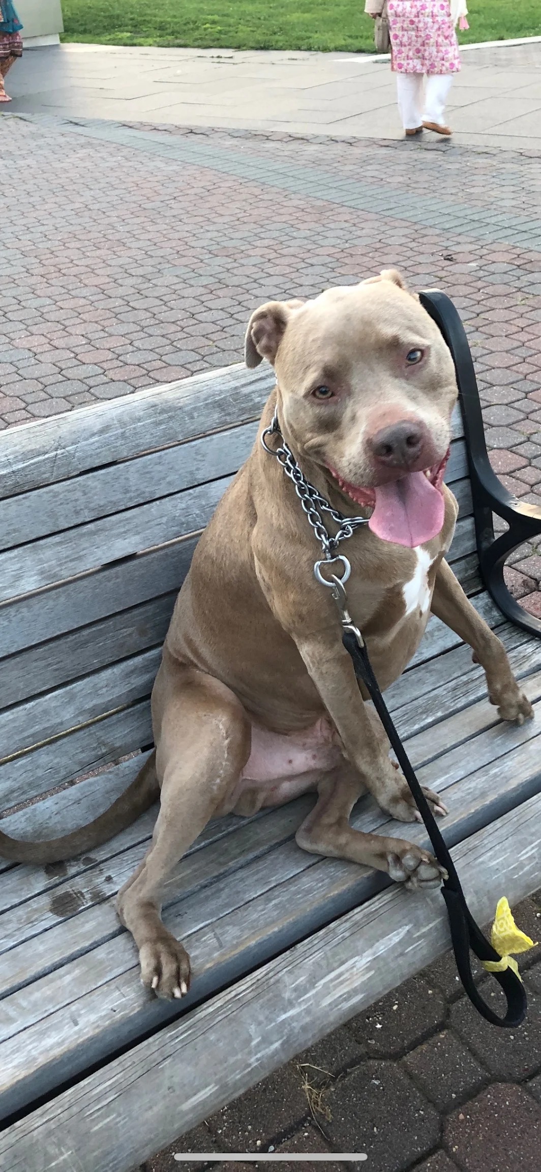 Mar, a pit bull sitting on a park bench during a walk