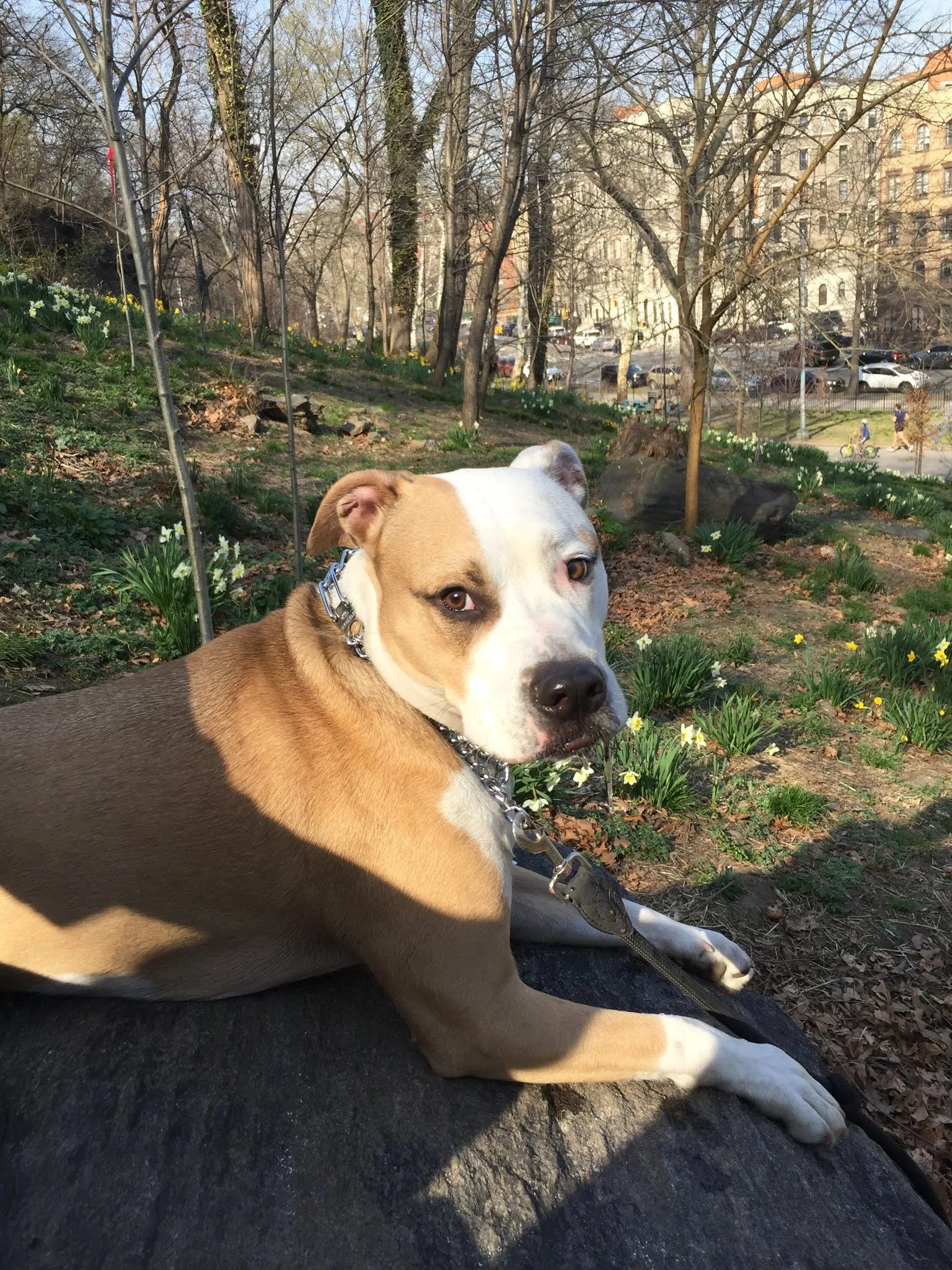 Prince, a pit bull, relaxing in the park