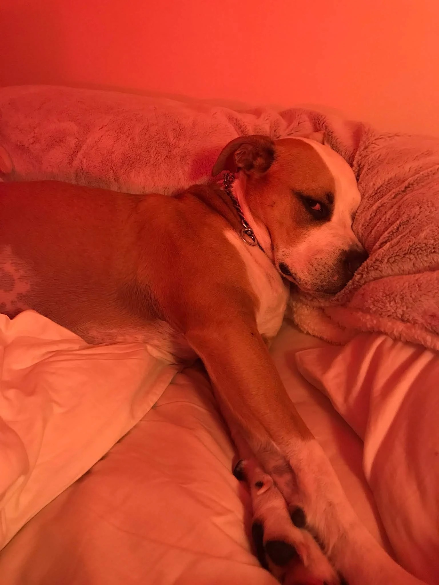 Prince, a pit bull, resting under a blanket