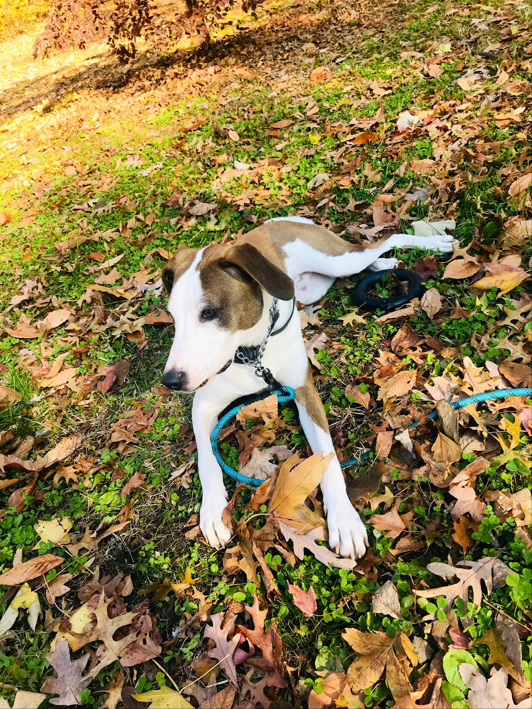 Benji, a hound mix, lying in autumn leaves