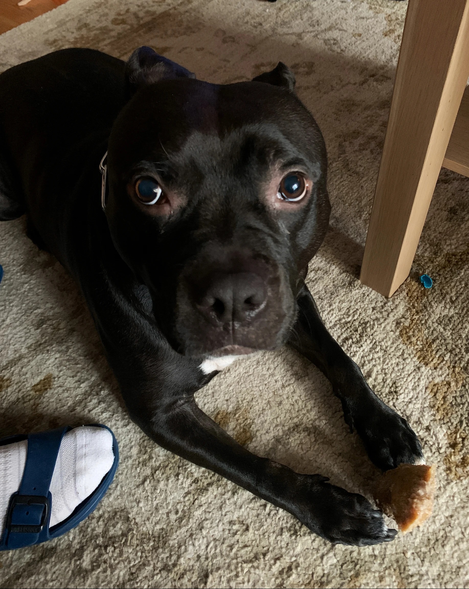 Banks, a pit bull, relaxing indoors
