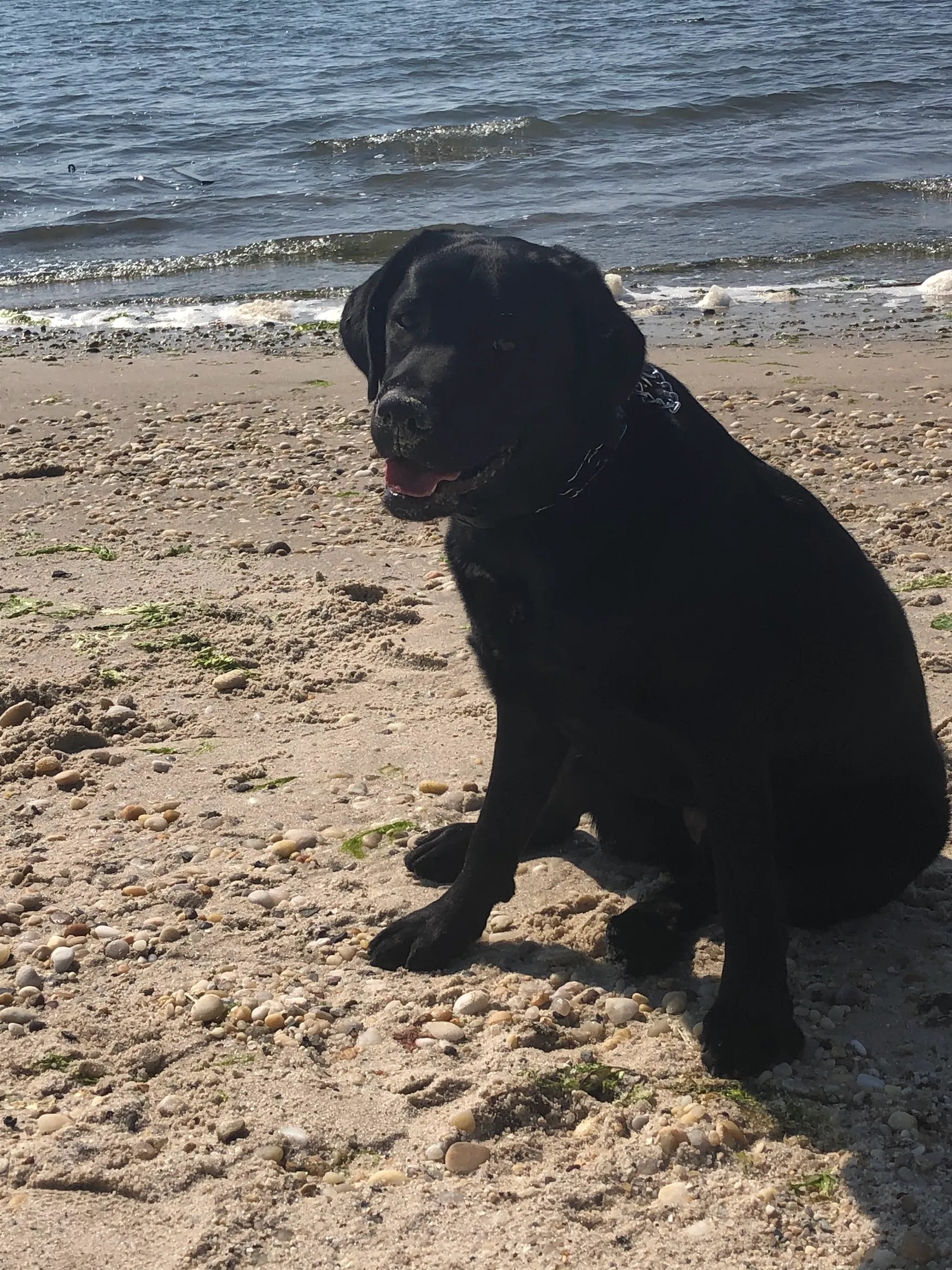 Ziggy, a black Labrador Retriever sitting on the beach