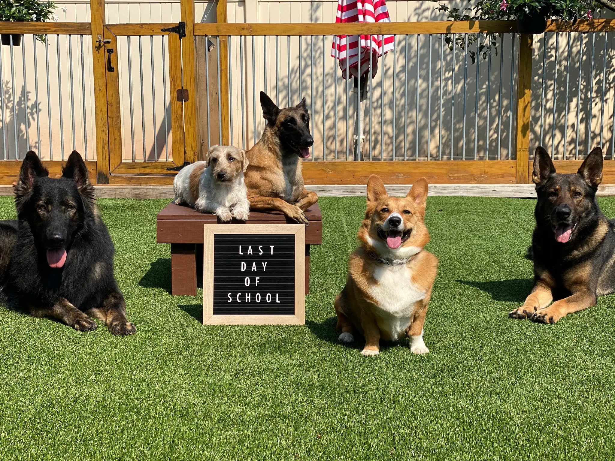 Leo, a Corgi, with the training group on graduation day